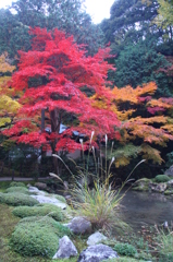 南禅院秋景色　その４