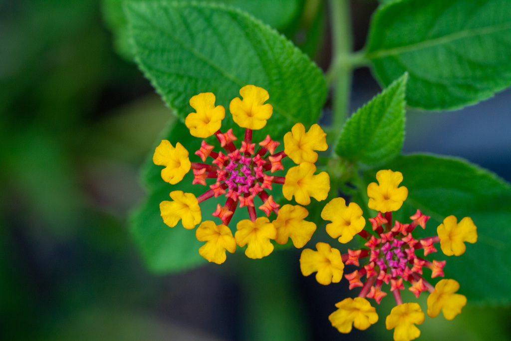 庭の花　その１
