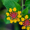 庭の花　その１