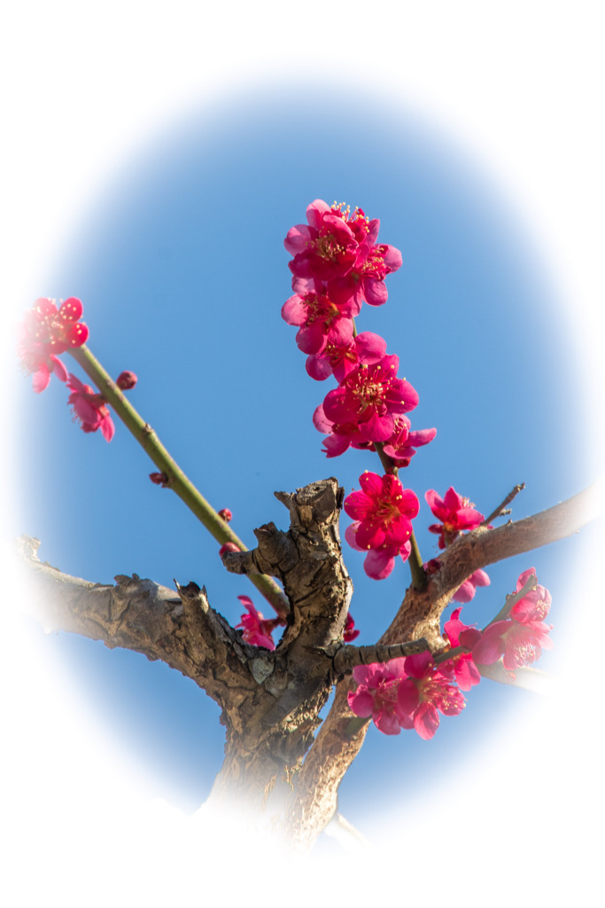 春告花