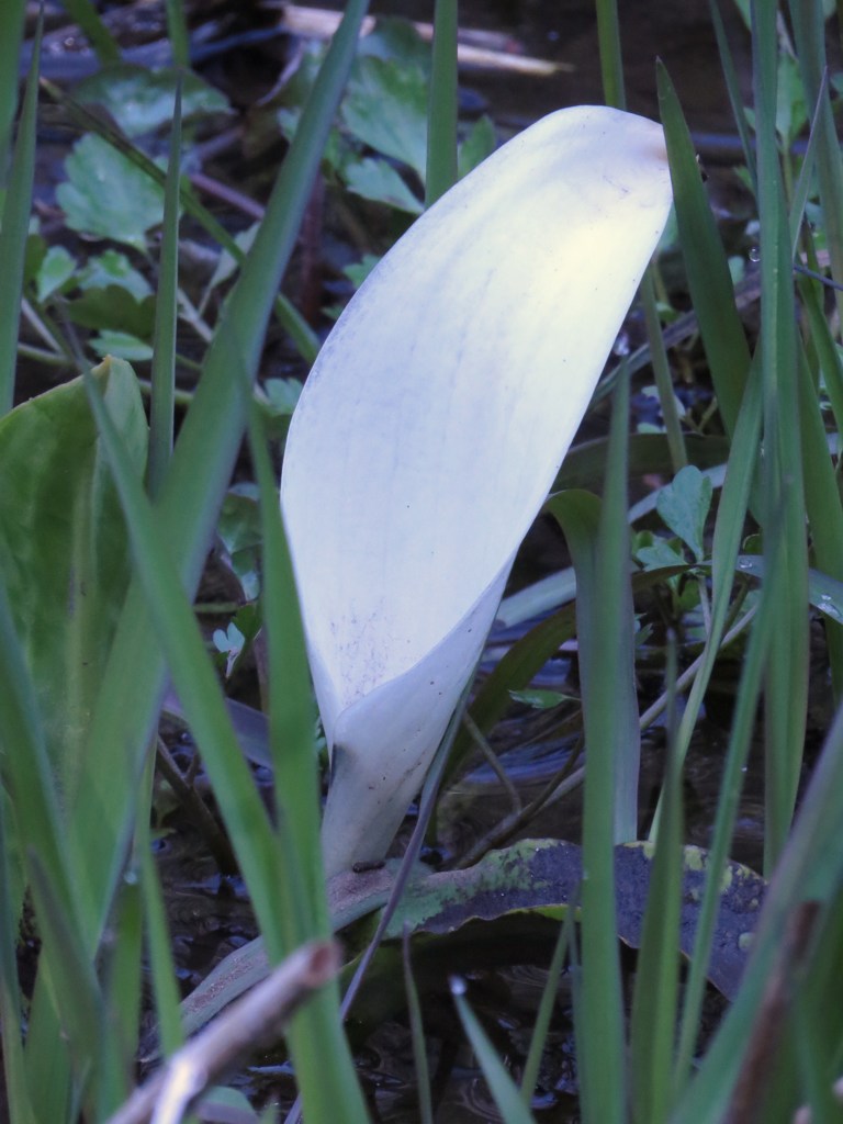 夏？が来れば思い出す