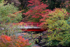 中野神社の紅葉　その６