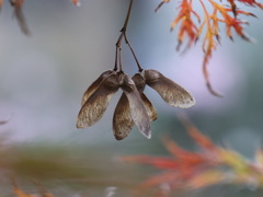 紅葉を終えて