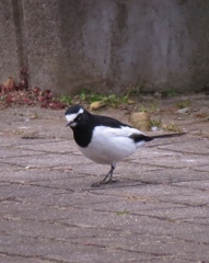 Wagtail