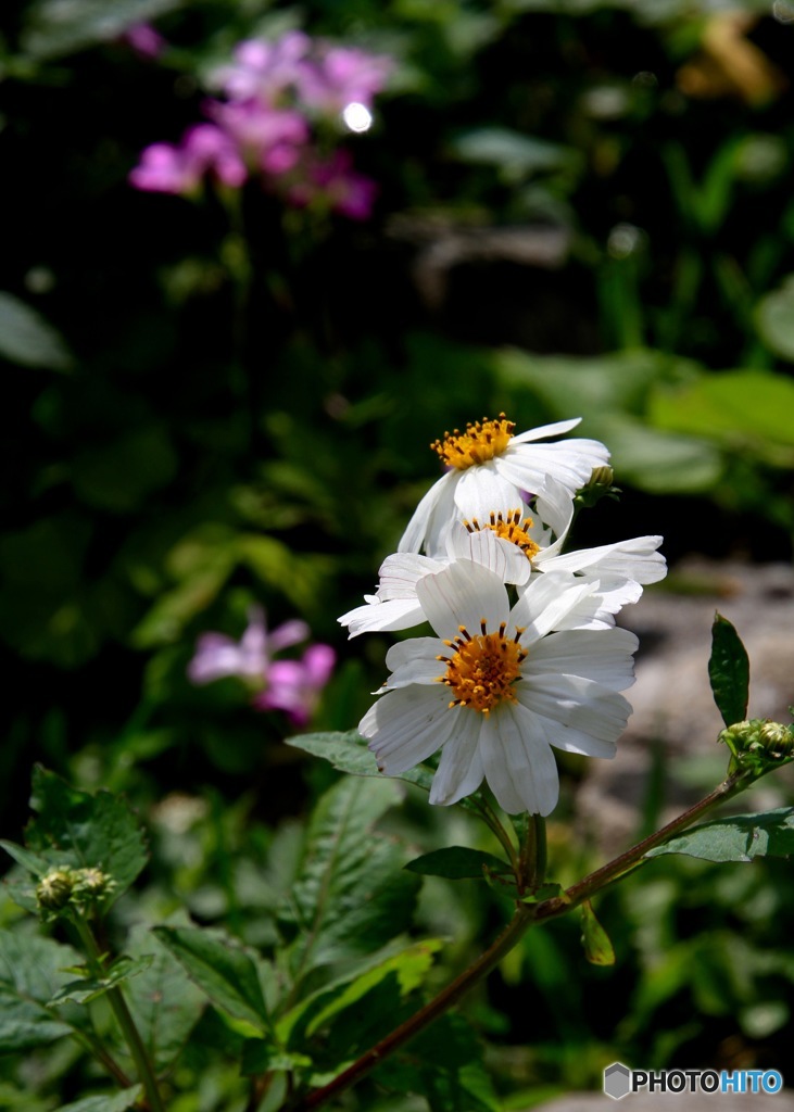 沖縄で出会った花　No. 4