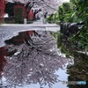 雨降って　
