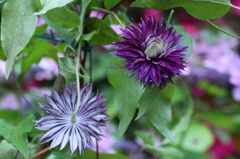 ２０％offの表と裏