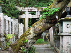 京都旅行拾遺集　その２