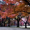 武蔵野の秋　その１