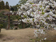 八重の桜　その１