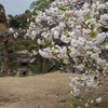 八重の桜　その１