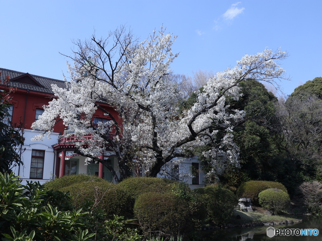 旧東京医学旧東京医学校　その１