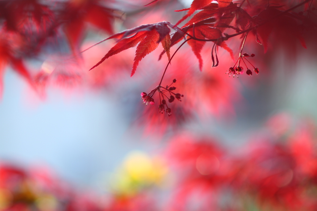 小さな花