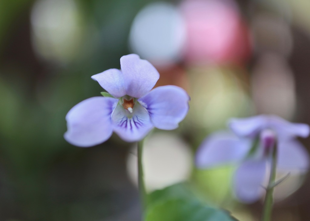 すみれの花咲く頃