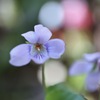 すみれの花咲く頃