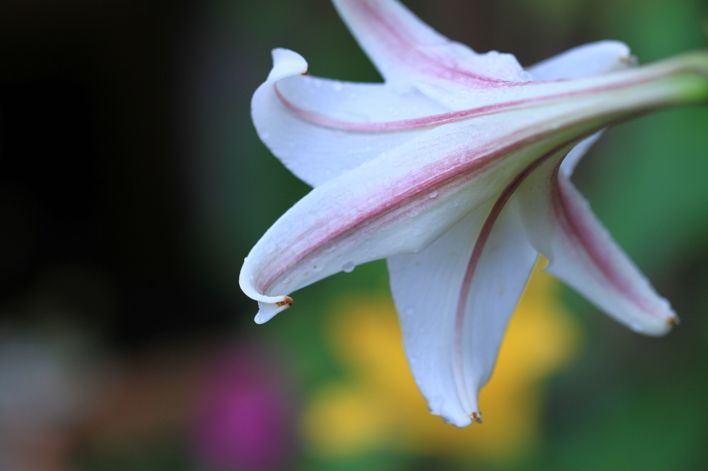 ヒメタカサゴユリ