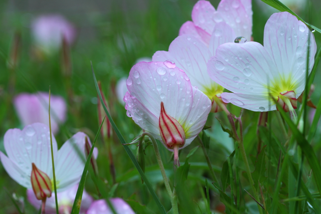 雨後の輝き　その２