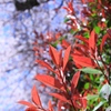 脇役ザクラ　その２