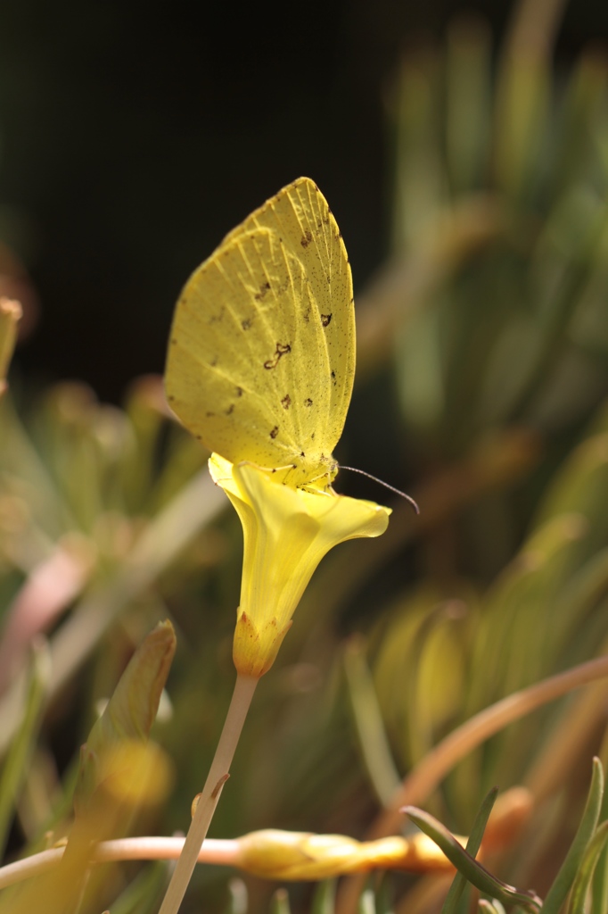 黄色い秋　その１