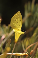 黄色い秋　その１