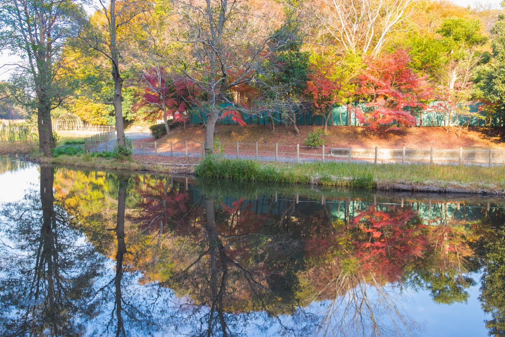 地元の紅葉　その１