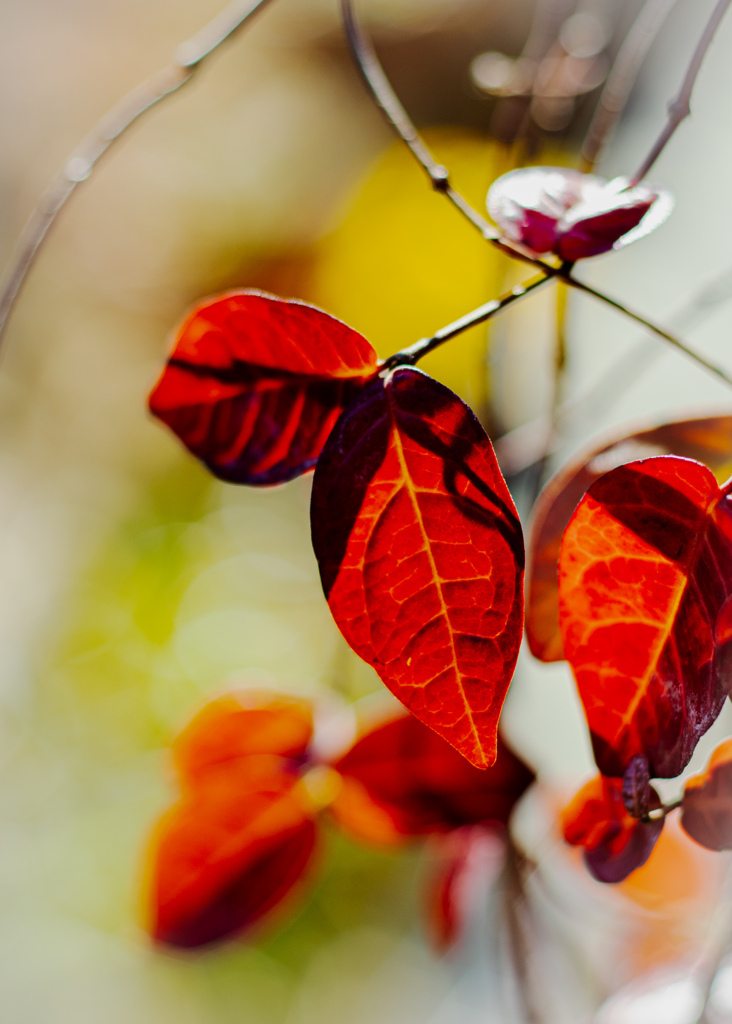 秋の残り　その２