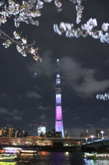 脇役ザクラ　その３