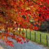 地元の紅葉　その２