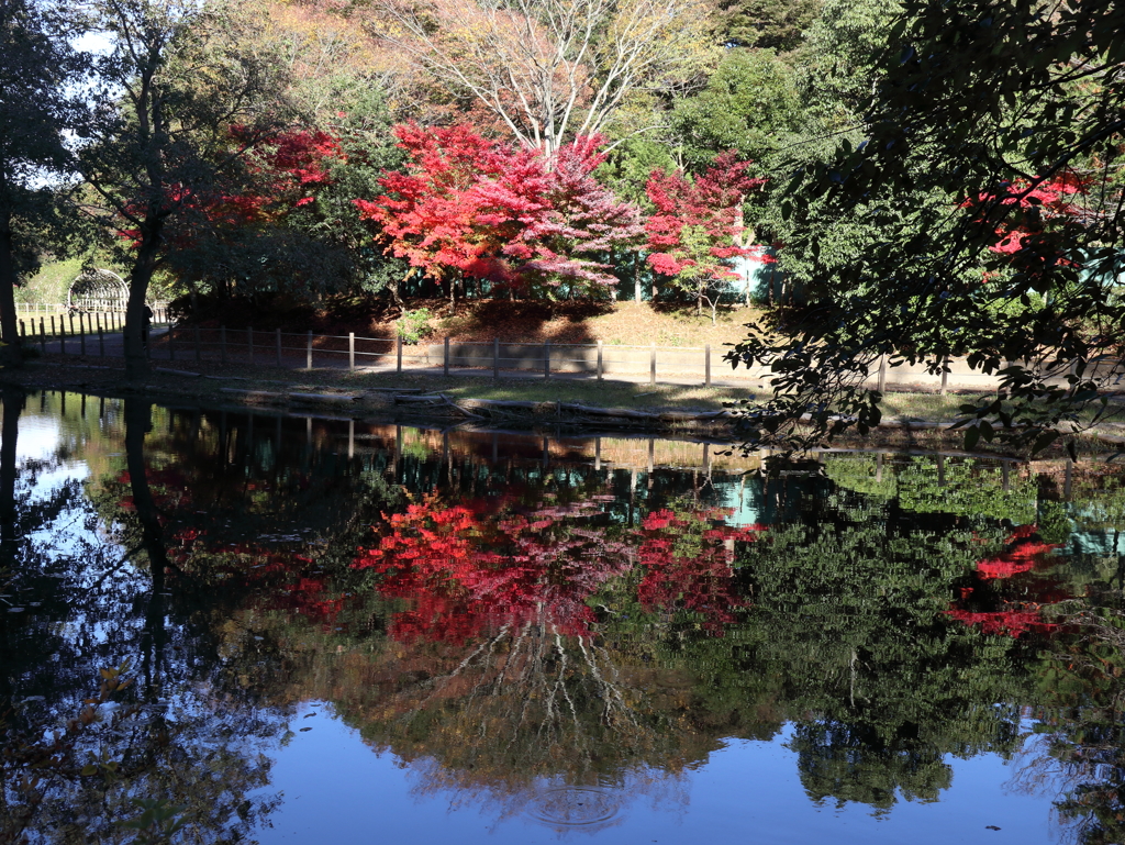 紅一点