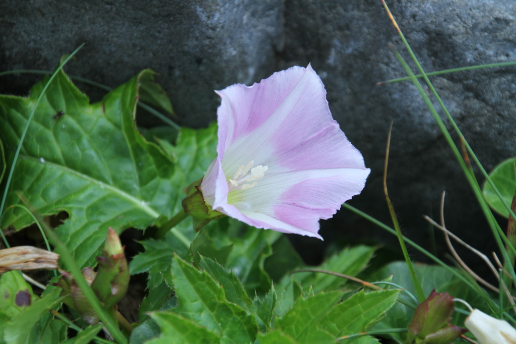 旅で出会った花　ハマヒルガオ