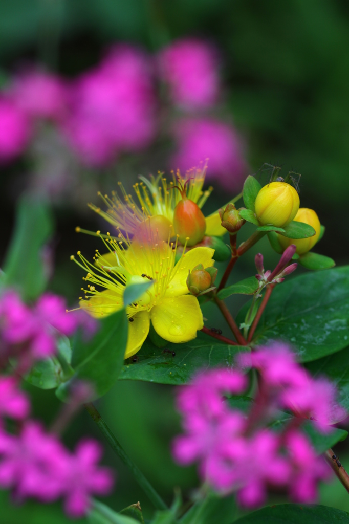 花も実もある