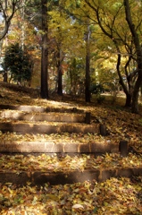 紅葉階段
