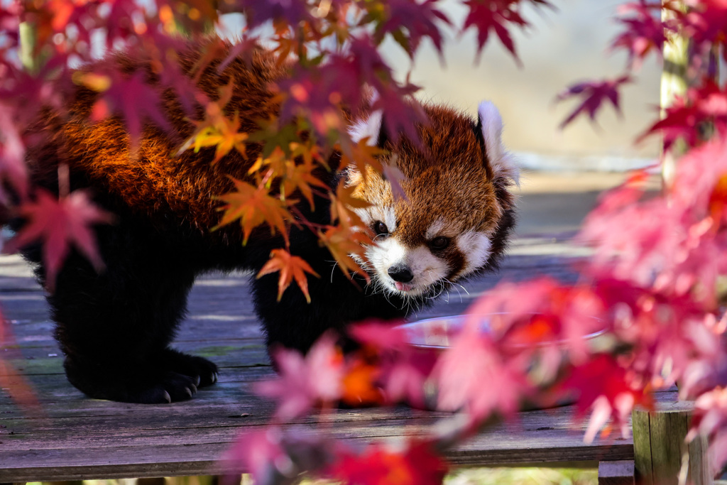 紅葉＆レッサーパンダ　その１
