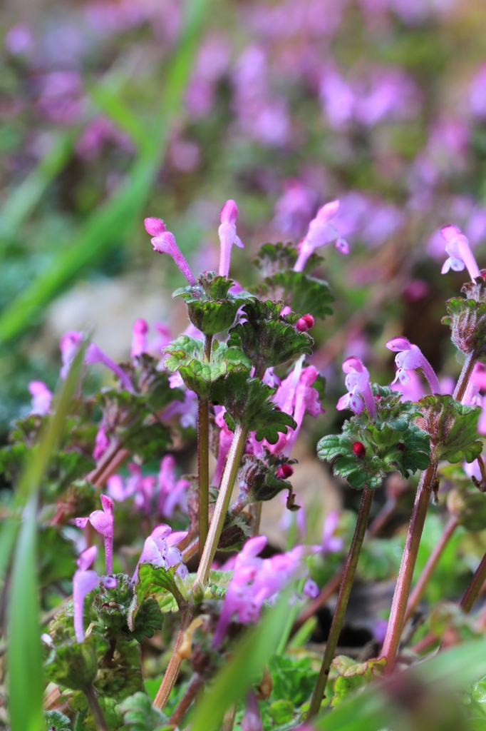 ホトケノザ　その１