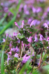 ホトケノザ　その１