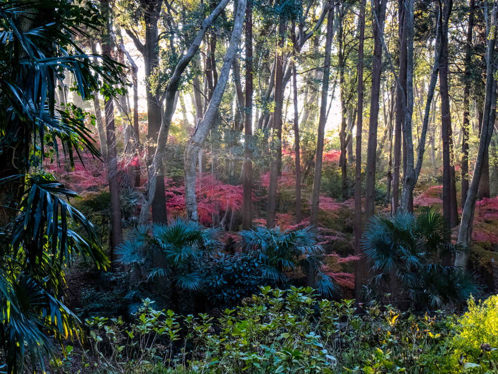 紅葉遠景