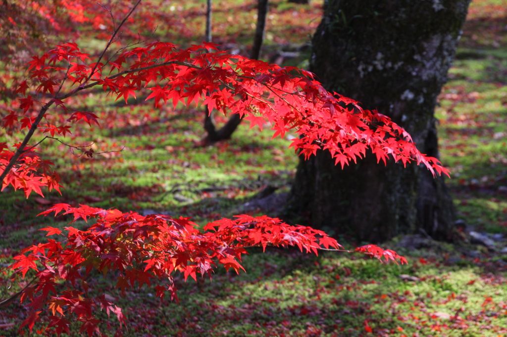 燃える南禅寺境内　その４