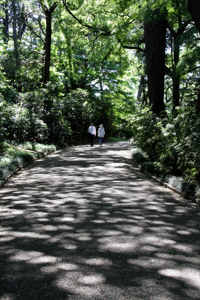 木漏れ日散歩