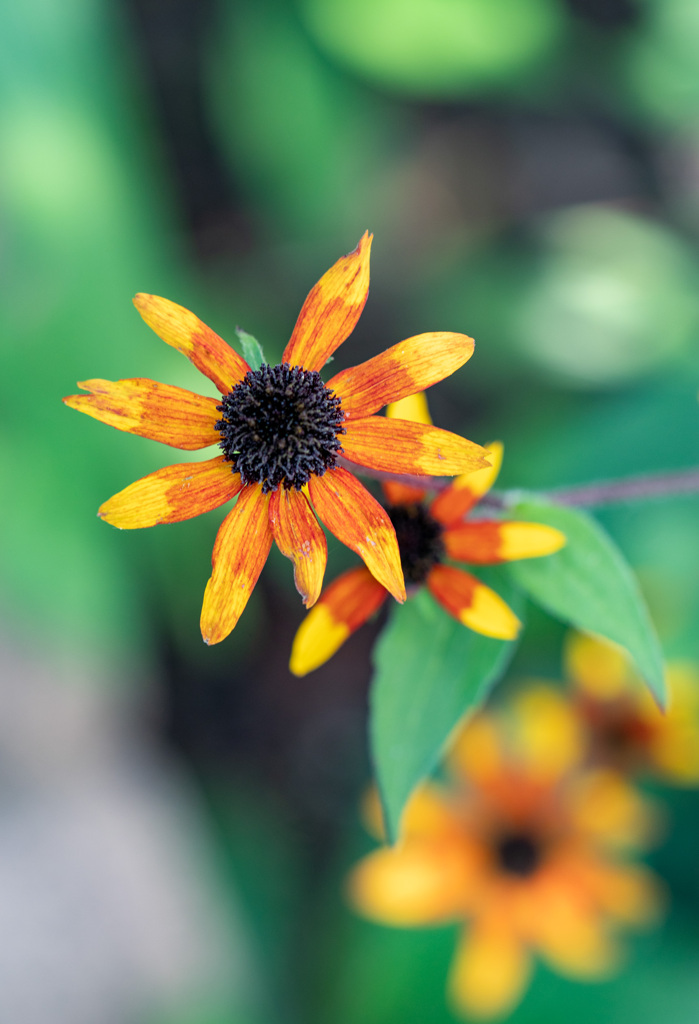 初めての花