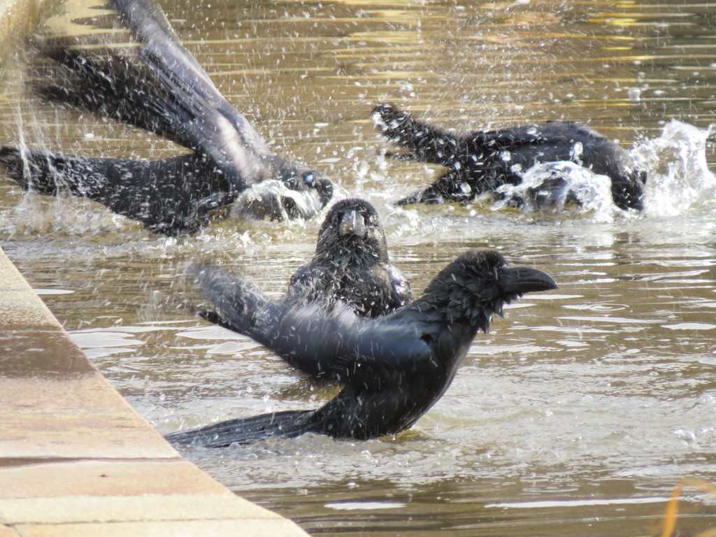 カラスの行水