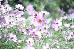 風雨に耐えて　その１