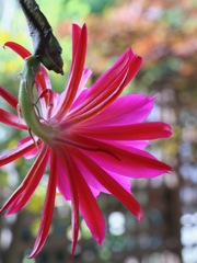 儚い美　その１