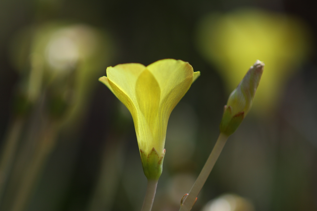 オキザリス・フラバ　その１