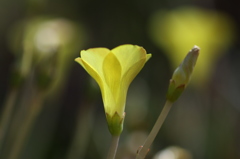 オキザリス・フラバ　その１