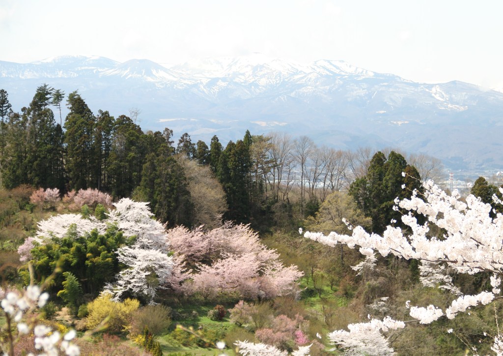 花見山その５