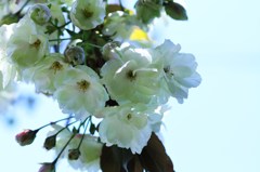 さわやかに咲く