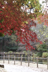 身近な紅葉　その３