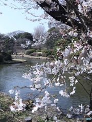 日本庭園