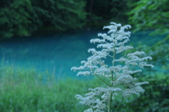 夏の霧氷？