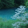 夏の霧氷？